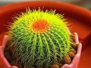 陈伟霆与周震南：同圈却不同调，吃瓜背后的微妙动态